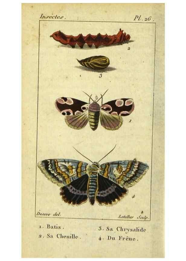 Reproducción/Reproduction 48793110711: Histoire naturelle des insectes, composée d'après Réamur, Geoffroy, Degéer, Roesel, Linné, Fabricius, et les meilleurs ouvrages qui ont paru sur cette partie;. Paris,Roret,1828.. 