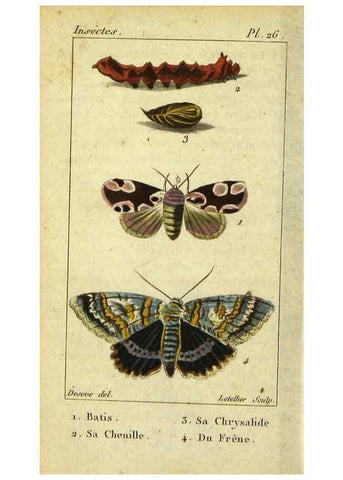 Reproducción/Reproduction 48793110711: Histoire naturelle des insectes, composée d'après Réamur, Geoffroy, Degéer, Roesel, Linné, Fabricius, et les meilleurs ouvrages qui ont paru sur cette partie;. Paris,Roret,1828.. 
