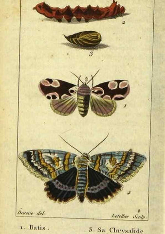 Reproducción/Reproduction 48793110711: Histoire naturelle des insectes, composée d'après Réamur, Geoffroy, Degéer, Roesel, Linné, Fabricius, et les meilleurs ouvrages qui ont paru sur cette partie;. Paris,Roret,1828.. 
