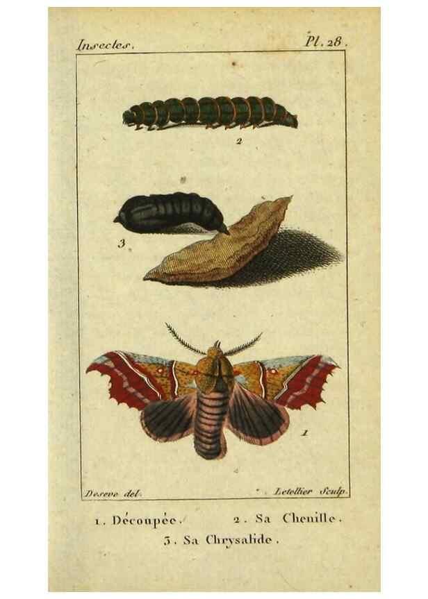 Reproducción/Reproduction 48793253487: Histoire naturelle des insectes, composée d'après Réamur, Geoffroy, Degéer, Roesel, Linné, Fabricius, et les meilleurs ouvrages qui ont paru sur cette partie;. Paris,Roret,1828.. 