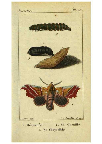 Reproducción/Reproduction 48793253487: Histoire naturelle des insectes, composée d'après Réamur, Geoffroy, Degéer, Roesel, Linné, Fabricius, et les meilleurs ouvrages qui ont paru sur cette partie;. Paris,Roret,1828.. 