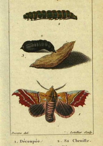 Reproducción/Reproduction 48793253487: Histoire naturelle des insectes, composée d'après Réamur, Geoffroy, Degéer, Roesel, Linné, Fabricius, et les meilleurs ouvrages qui ont paru sur cette partie;. Paris,Roret,1828.. 