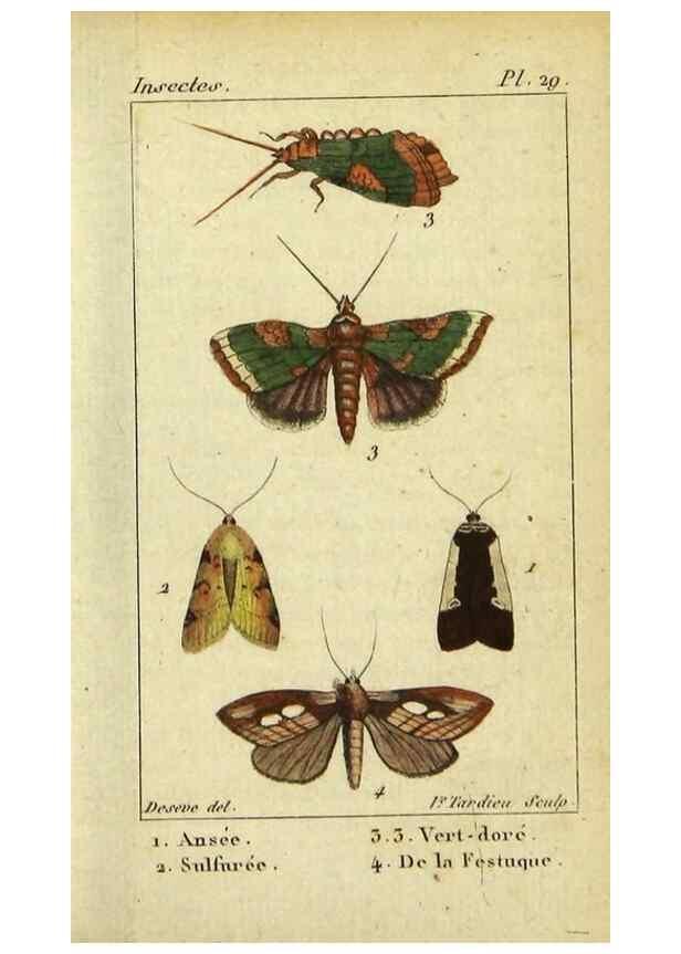 Reproducción/Reproduction 48793253767: Histoire naturelle des insectes, composée d'après Réamur, Geoffroy, Degéer, Roesel, Linné, Fabricius, et les meilleurs ouvrages qui ont paru sur cette partie;. Paris,Roret,1828.. 