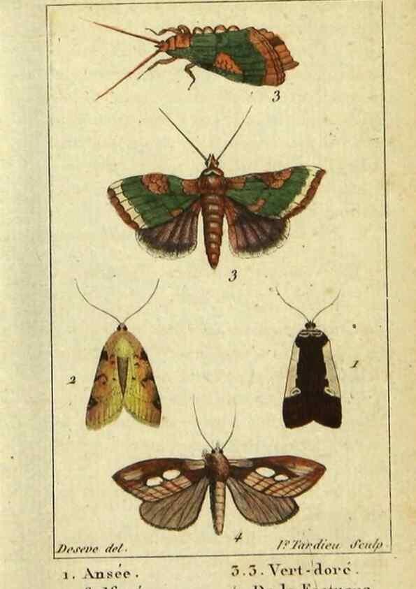 Reproducción/Reproduction 48793253767: Histoire naturelle des insectes, composée d'après Réamur, Geoffroy, Degéer, Roesel, Linné, Fabricius, et les meilleurs ouvrages qui ont paru sur cette partie;. Paris,Roret,1828.. 