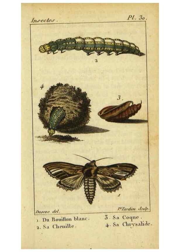 Reproducción/Reproduction 48793111636: Histoire naturelle des insectes, composée d'après Réamur, Geoffroy, Degéer, Roesel, Linné, Fabricius, et les meilleurs ouvrages qui ont paru sur cette partie;. Paris,Roret,1828.. 