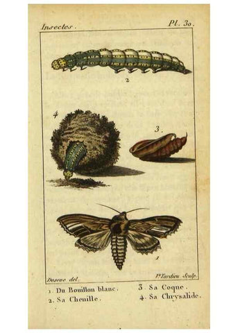 Reproducción/Reproduction 48793111636: Histoire naturelle des insectes, composée d'après Réamur, Geoffroy, Degéer, Roesel, Linné, Fabricius, et les meilleurs ouvrages qui ont paru sur cette partie;. Paris,Roret,1828.. 