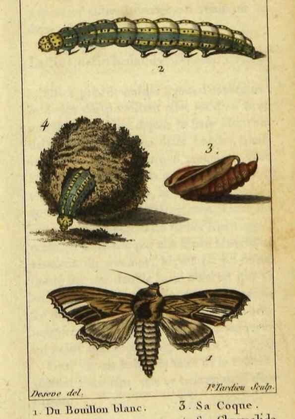 Reproducción/Reproduction 48793111636: Histoire naturelle des insectes, composée d'après Réamur, Geoffroy, Degéer, Roesel, Linné, Fabricius, et les meilleurs ouvrages qui ont paru sur cette partie;. Paris,Roret,1828.. 