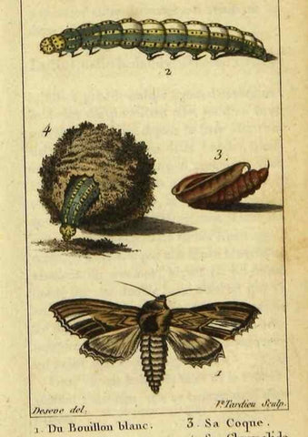 Reproducción/Reproduction 48793111636: Histoire naturelle des insectes, composée d'après Réamur, Geoffroy, Degéer, Roesel, Linné, Fabricius, et les meilleurs ouvrages qui ont paru sur cette partie;. Paris,Roret,1828.. 