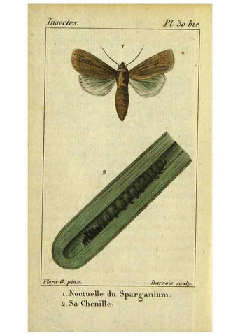 Reproducción/Reproduction 48793254322: Histoire naturelle des insectes, composée d'après Réamur, Geoffroy, Degéer, Roesel, Linné, Fabricius, et les meilleurs ouvrages qui ont paru sur cette partie;. Paris,Roret,1828.. 