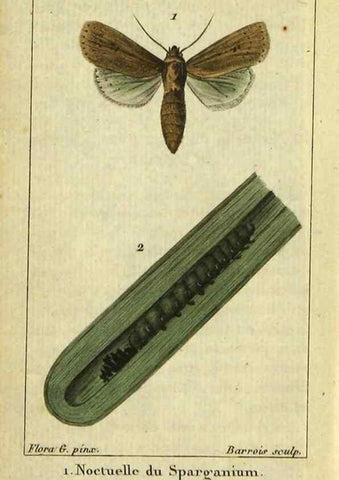 Reproducción/Reproduction 48793254322: Histoire naturelle des insectes, composée d'après Réamur, Geoffroy, Degéer, Roesel, Linné, Fabricius, et les meilleurs ouvrages qui ont paru sur cette partie;. Paris,Roret,1828.. 