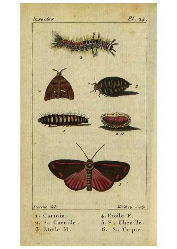 Reproducción/Reproduction 48792744718: Histoire naturelle des insectes, composée d'après Réamur, Geoffroy, Degéer, Roesel, Linné, Fabricius, et les meilleurs ouvrages qui ont paru sur cette partie;. Paris,Roret,1828.. 