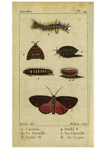 Reproducción/Reproduction 48792744718: Histoire naturelle des insectes, composée d'après Réamur, Geoffroy, Degéer, Roesel, Linné, Fabricius, et les meilleurs ouvrages qui ont paru sur cette partie;. Paris,Roret,1828.. 