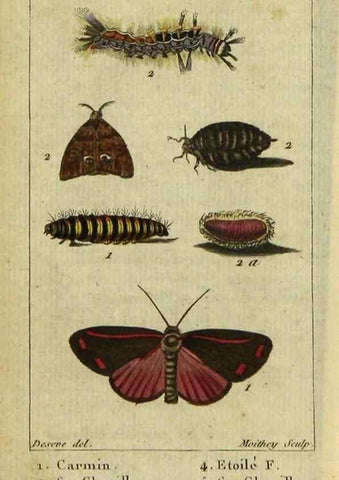 Reproducción/Reproduction 48792744718: Histoire naturelle des insectes, composée d'après Réamur, Geoffroy, Degéer, Roesel, Linné, Fabricius, et les meilleurs ouvrages qui ont paru sur cette partie;. Paris,Roret,1828.. 