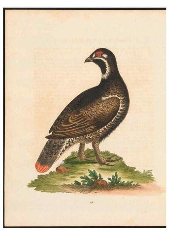 Reproducción/Reproduction 48858264663: A natural history of uncommon birds :. London :Printed for the author, at the College of Physicians in Warwick-Lane,1743-1751.. 