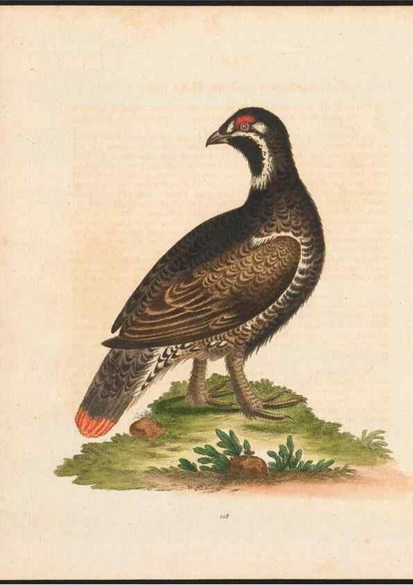 Reproducción/Reproduction 48858264663: A natural history of uncommon birds :. London :Printed for the author, at the College of Physicians in Warwick-Lane,1743-1751.. 