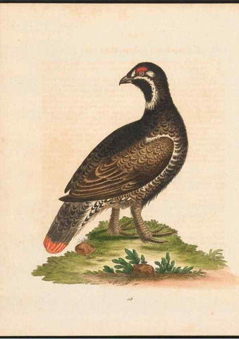 Reproducción/Reproduction 48858264663: A natural history of uncommon birds :. London :Printed for the author, at the College of Physicians in Warwick-Lane,1743-1751.. 