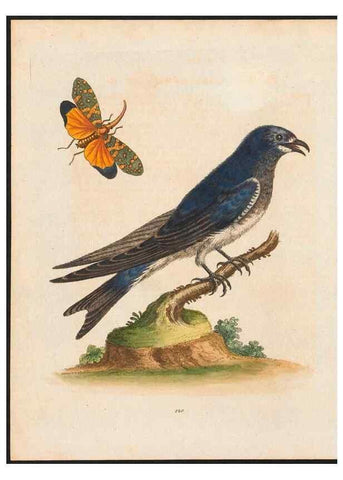 Reproducción/Reproduction 48858816562: A natural history of uncommon birds :. London :Printed for the author, at the College of Physicians in Warwick-Lane,1743-1751.. 