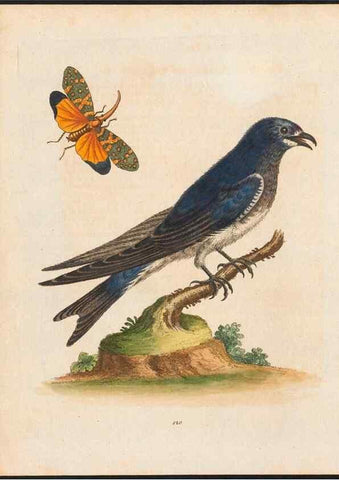 Reproducción/Reproduction 48858816562: A natural history of uncommon birds :. London :Printed for the author, at the College of Physicians in Warwick-Lane,1743-1751.. 