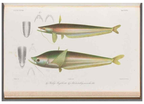Reproducción/Reproduction 48908886437: Atlas ichthyologique des Indes orientales néêrlandaises :. Amsterdam :Frédéric Muller, editeur,1862-1878. 