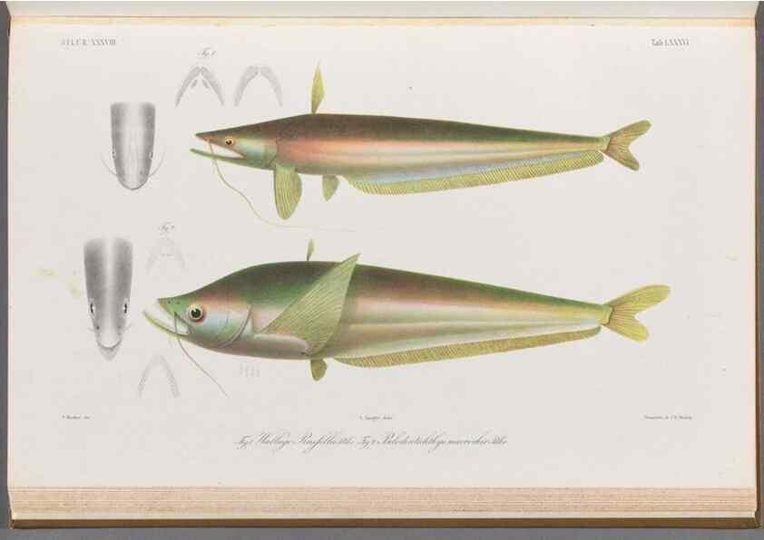 Reproducción/Reproduction 48908886437: Atlas ichthyologique des Indes orientales néêrlandaises :. Amsterdam :Frédéric Muller, editeur,1862-1878. 