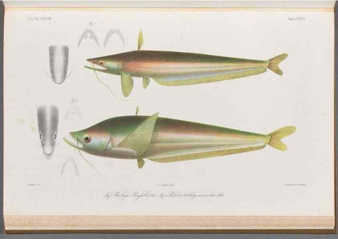 Reproducción/Reproduction 48908886437: Atlas ichthyologique des Indes orientales néêrlandaises :. Amsterdam :Frédéric Muller, editeur,1862-1878. 