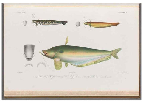 Reproducción/Reproduction 48908150433: Atlas ichthyologique des Indes orientales néêrlandaises :. Amsterdam :Frédéric Muller, editeur,1862-1878. 
