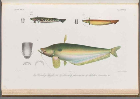Reproducción/Reproduction 48908150433: Atlas ichthyologique des Indes orientales néêrlandaises :. Amsterdam :Frédéric Muller, editeur,1862-1878. 