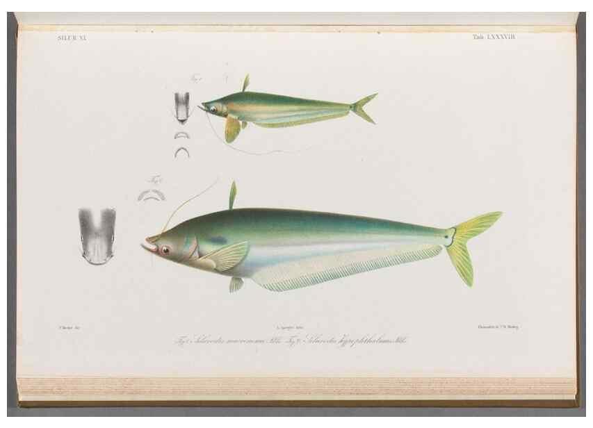 Reproducción/Reproduction 48908680906: Atlas ichthyologique des Indes orientales néêrlandaises :. Amsterdam :Frédéric Muller, editeur,1862-1878. 