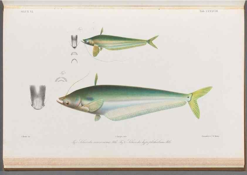 Reproducción/Reproduction 48908680906: Atlas ichthyologique des Indes orientales néêrlandaises :. Amsterdam :Frédéric Muller, editeur,1862-1878. 