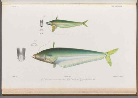Reproducción/Reproduction 48908680906: Atlas ichthyologique des Indes orientales néêrlandaises :. Amsterdam :Frédéric Muller, editeur,1862-1878. 