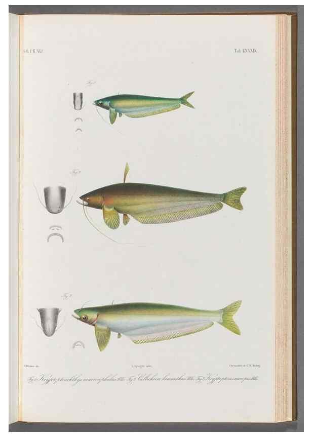 Reproducción/Reproduction 48908887227: Atlas ichthyologique des Indes orientales néêrlandaises :. Amsterdam :Frédéric Muller, editeur,1862-1878. 