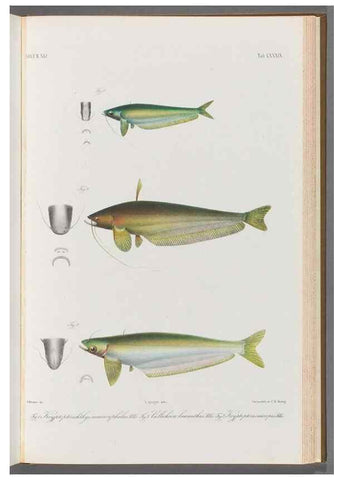 Reproducción/Reproduction 48908887227: Atlas ichthyologique des Indes orientales néêrlandaises :. Amsterdam :Frédéric Muller, editeur,1862-1878. 