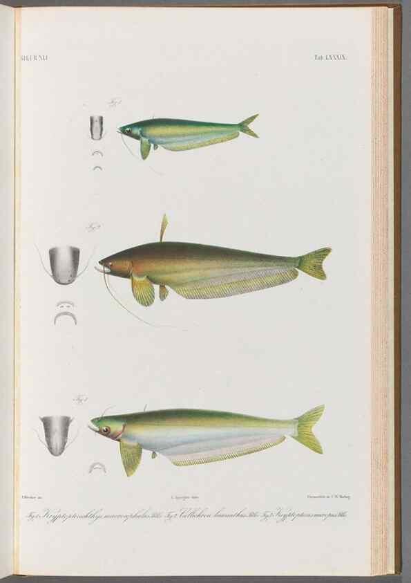 Reproducción/Reproduction 48908887227: Atlas ichthyologique des Indes orientales néêrlandaises :. Amsterdam :Frédéric Muller, editeur,1862-1878. 
