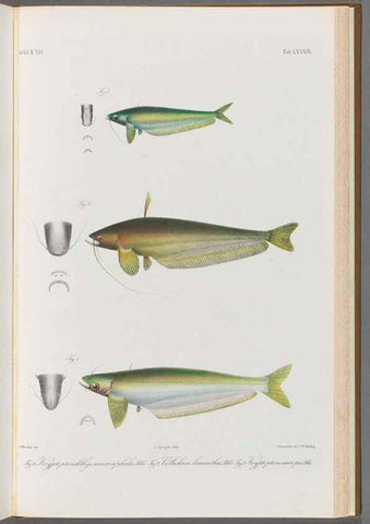 Reproducción/Reproduction 48908887227: Atlas ichthyologique des Indes orientales néêrlandaises :. Amsterdam :Frédéric Muller, editeur,1862-1878. 
