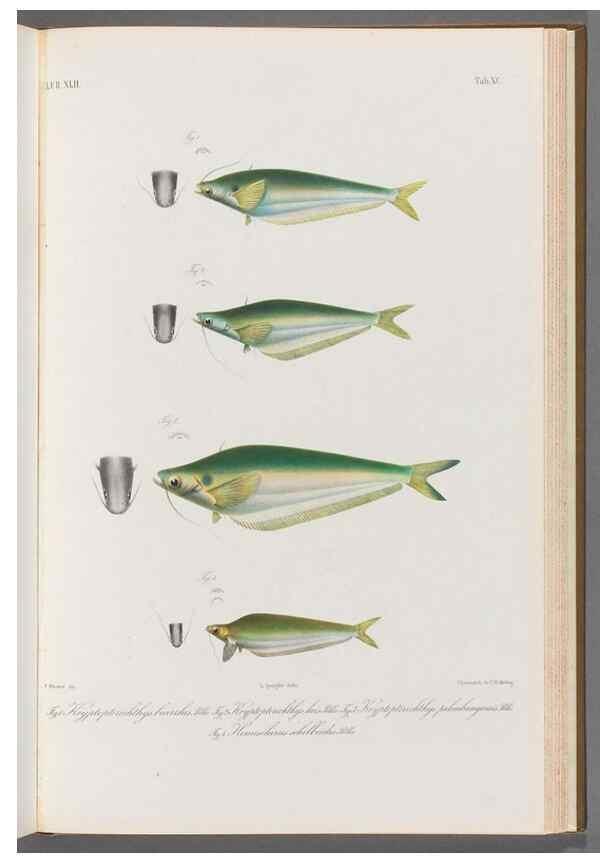 Reproducción/Reproduction 48908151223: Atlas ichthyologique des Indes orientales néêrlandaises :. Amsterdam :Frédéric Muller, editeur,1862-1878. 