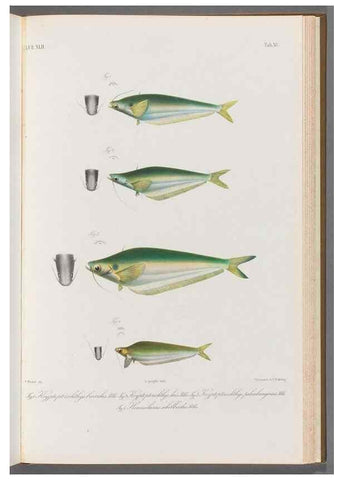 Reproducción/Reproduction 48908151223: Atlas ichthyologique des Indes orientales néêrlandaises :. Amsterdam :Frédéric Muller, editeur,1862-1878. 
