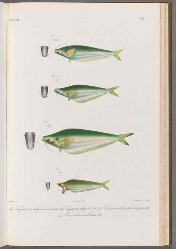 Reproducción/Reproduction 48908151223: Atlas ichthyologique des Indes orientales néêrlandaises :. Amsterdam :Frédéric Muller, editeur,1862-1878. 