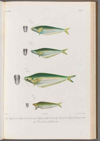 Reproducción/Reproduction 48908151223: Atlas ichthyologique des Indes orientales néêrlandaises :. Amsterdam :Frédéric Muller, editeur,1862-1878. 