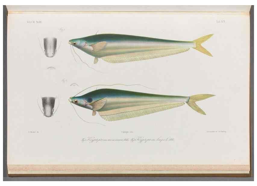 Reproducción/Reproduction 48908887837: Atlas ichthyologique des Indes orientales néêrlandaises :. Amsterdam :Frédéric Muller, editeur,1862-1878. 