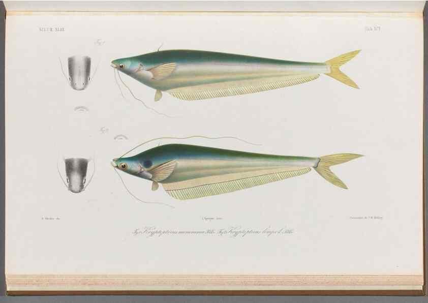 Reproducción/Reproduction 48908887837: Atlas ichthyologique des Indes orientales néêrlandaises :. Amsterdam :Frédéric Muller, editeur,1862-1878. 