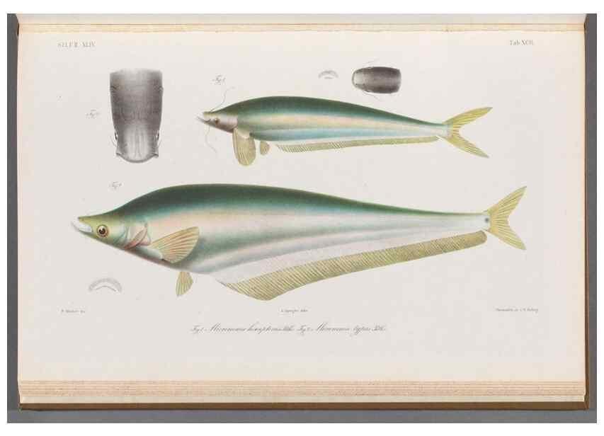 Reproducción/Reproduction 48908888147: Atlas ichthyologique des Indes orientales néêrlandaises :. Amsterdam :Frédéric Muller, editeur,1862-1878. 