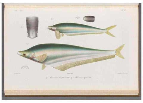 Reproducción/Reproduction 48908888147: Atlas ichthyologique des Indes orientales néêrlandaises :. Amsterdam :Frédéric Muller, editeur,1862-1878. 