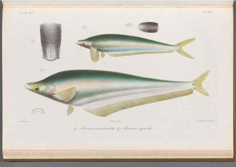 Reproducción/Reproduction 48908888147: Atlas ichthyologique des Indes orientales néêrlandaises :. Amsterdam :Frédéric Muller, editeur,1862-1878. 