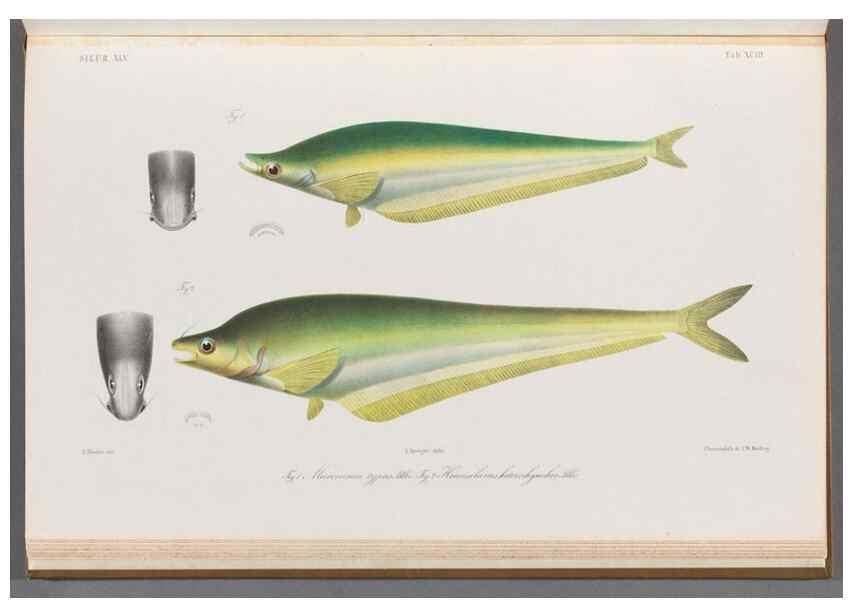 Reproducción/Reproduction 48908152073: Atlas ichthyologique des Indes orientales néêrlandaises :. Amsterdam :Frédéric Muller, editeur,1862-1878. 