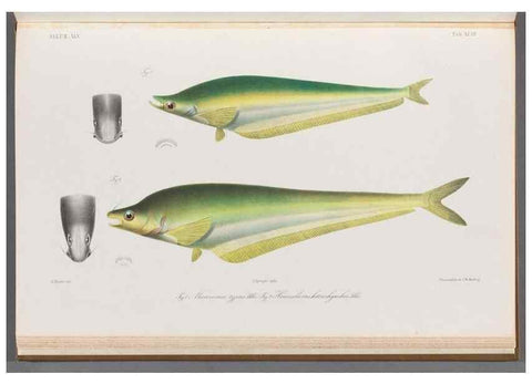Reproducción/Reproduction 48908152073: Atlas ichthyologique des Indes orientales néêrlandaises :. Amsterdam :Frédéric Muller, editeur,1862-1878. 