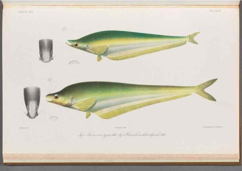 Reproducción/Reproduction 48908152073: Atlas ichthyologique des Indes orientales néêrlandaises :. Amsterdam :Frédéric Muller, editeur,1862-1878. 