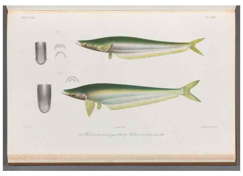 Reproducción/Reproduction 48908152398: Atlas ichthyologique des Indes orientales néêrlandaises :. Amsterdam :Frédéric Muller, editeur,1862-1878. 