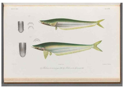 Reproducción/Reproduction 48908152398: Atlas ichthyologique des Indes orientales néêrlandaises :. Amsterdam :Frédéric Muller, editeur,1862-1878. 