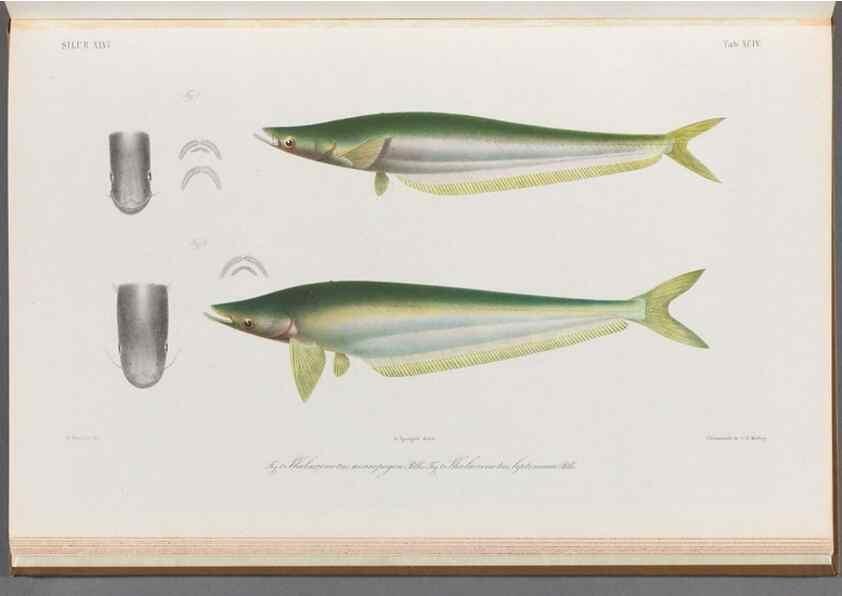 Reproducción/Reproduction 48908152398: Atlas ichthyologique des Indes orientales néêrlandaises :. Amsterdam :Frédéric Muller, editeur,1862-1878. 