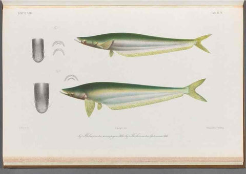 Reproducción/Reproduction 48908152398: Atlas ichthyologique des Indes orientales néêrlandaises :. Amsterdam :Frédéric Muller, editeur,1862-1878. 